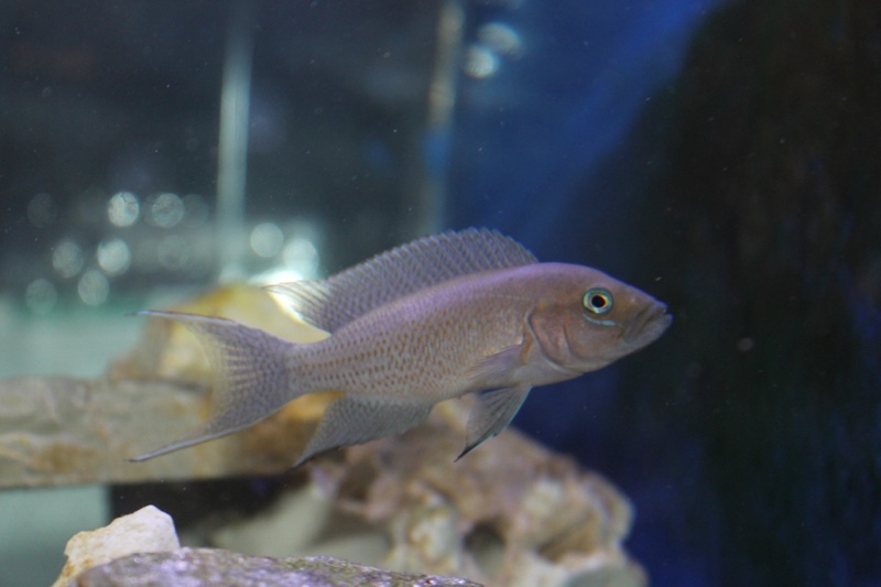 Neolamprologus sp. 'cygnus'